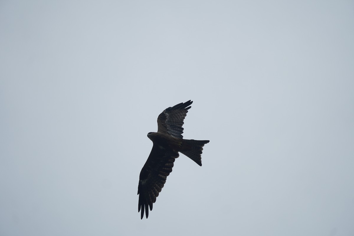 Black Kite - Prashant A