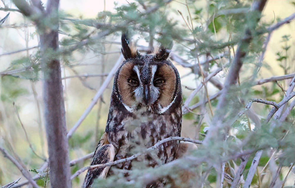 Long-eared Owl - ML624152962