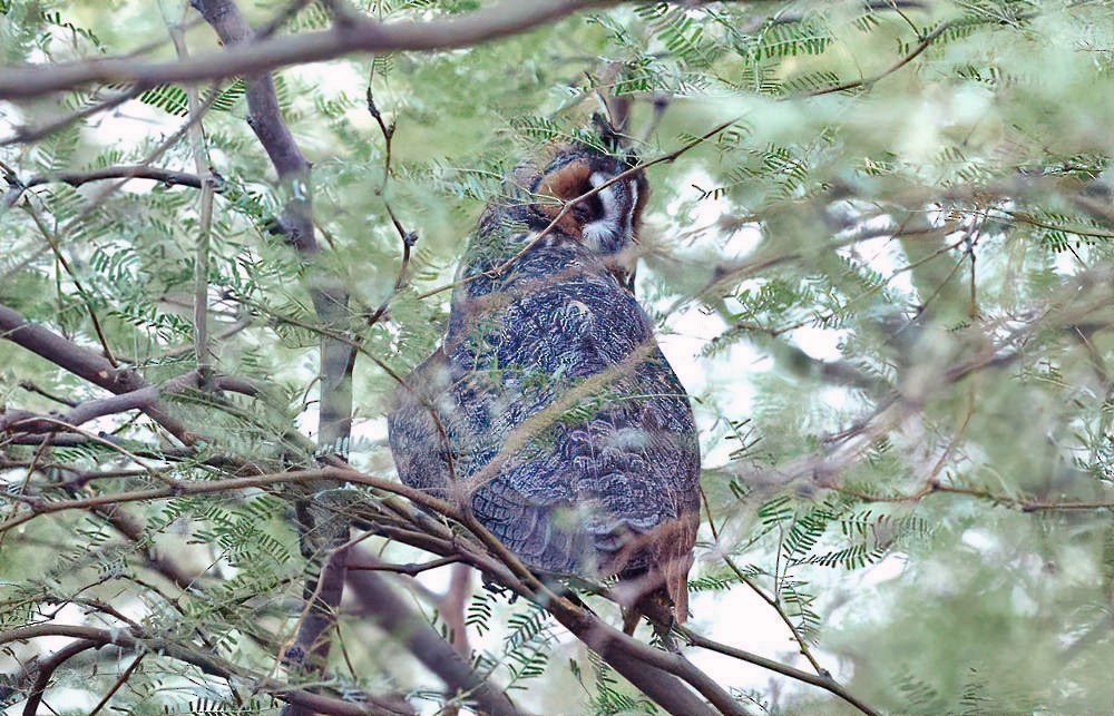 Long-eared Owl - ML624152963