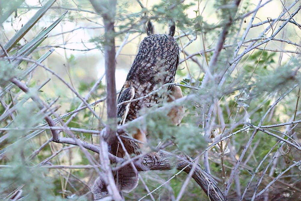 Long-eared Owl - ML624152964