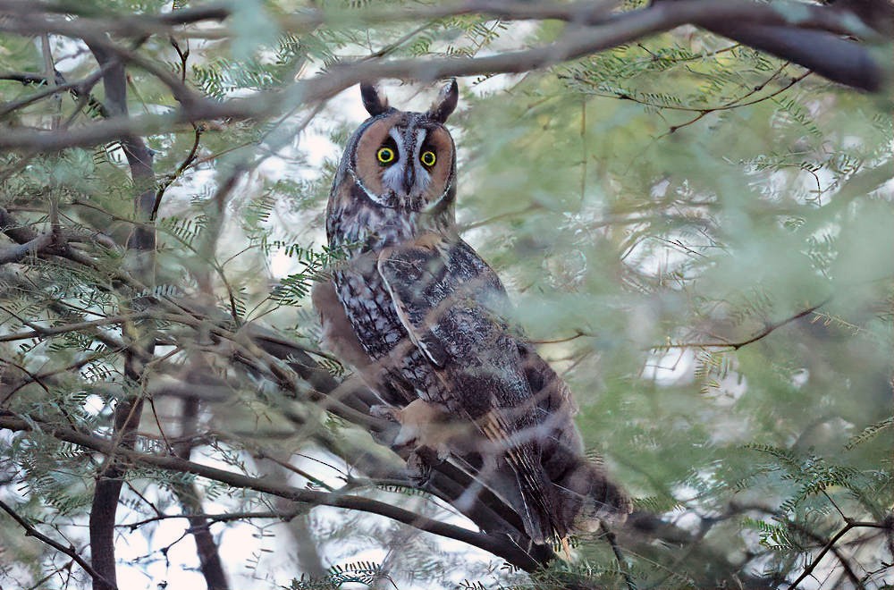Long-eared Owl - ML624152965