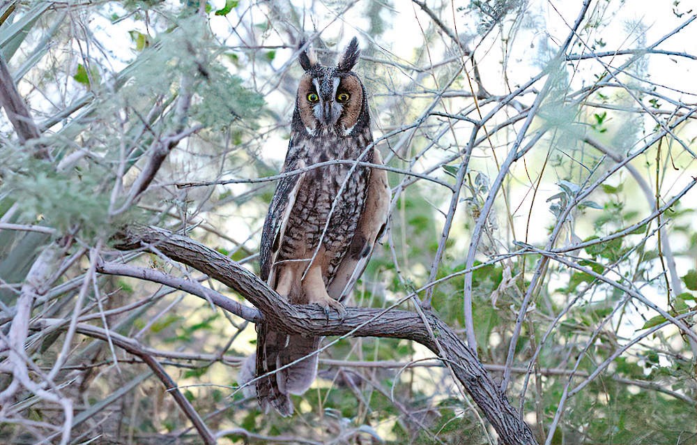 Long-eared Owl - ML624152966