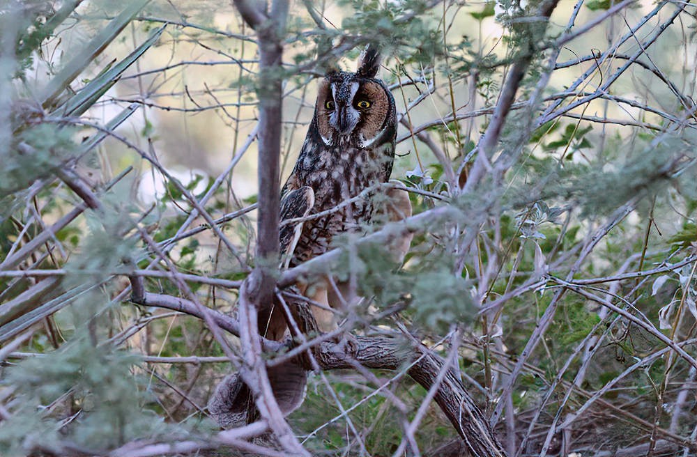 Long-eared Owl - Misty Briggs