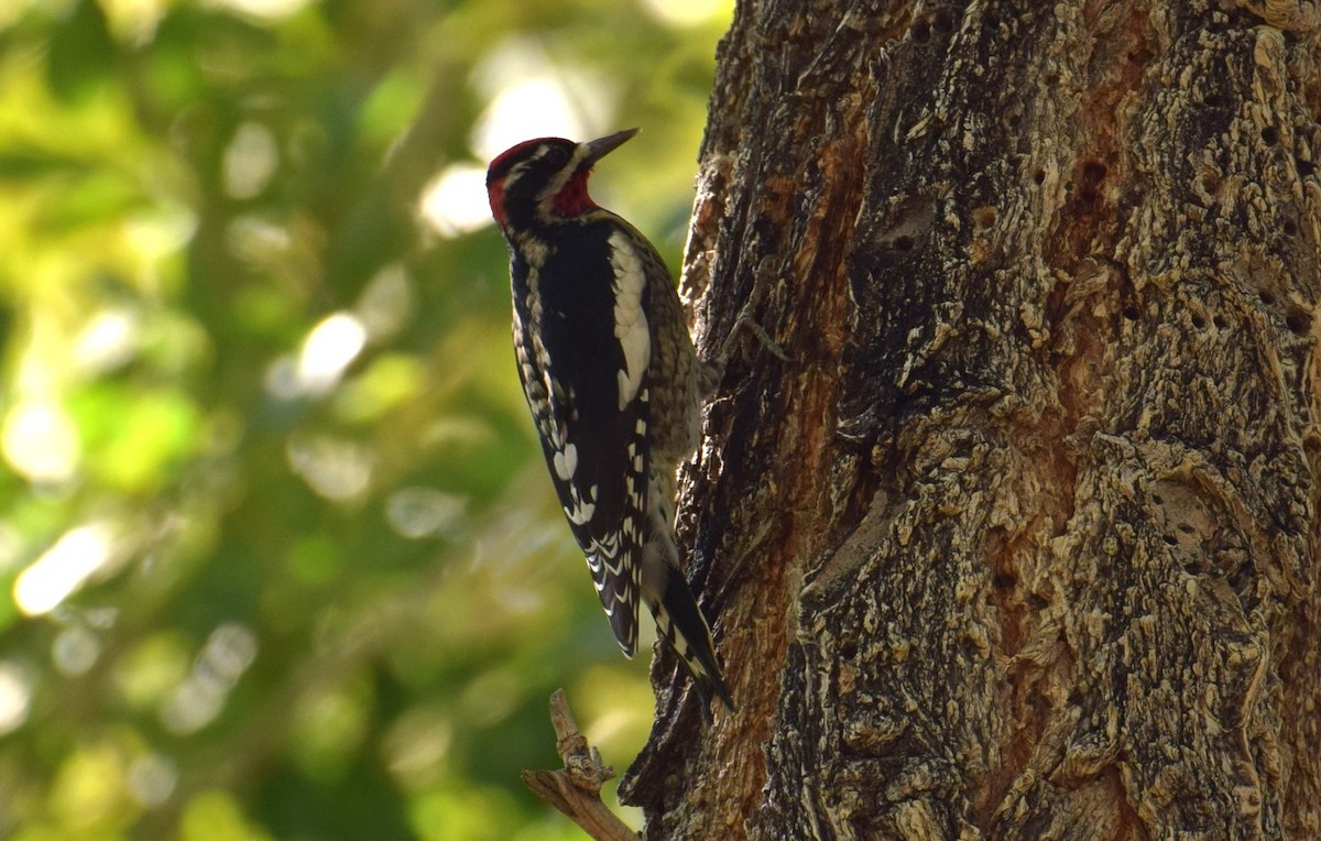 Red-naped Sapsucker - ML624152969