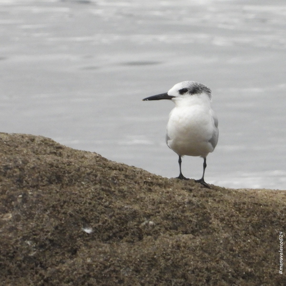 Sandwich Tern - ML624152975