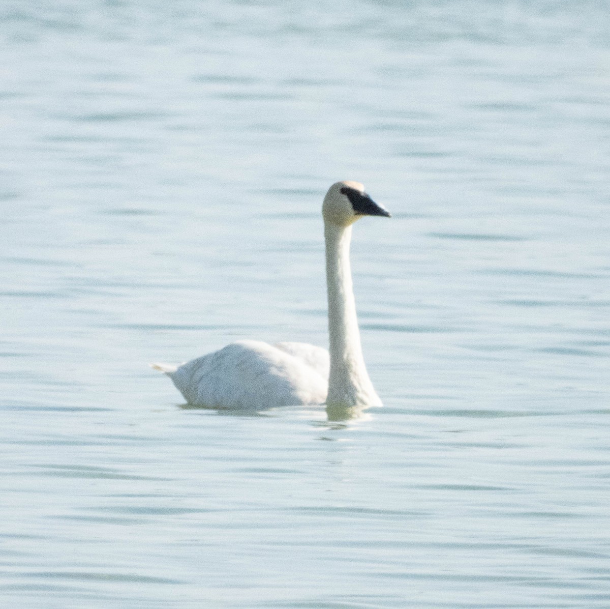 Trumpeter Swan - ML624153015