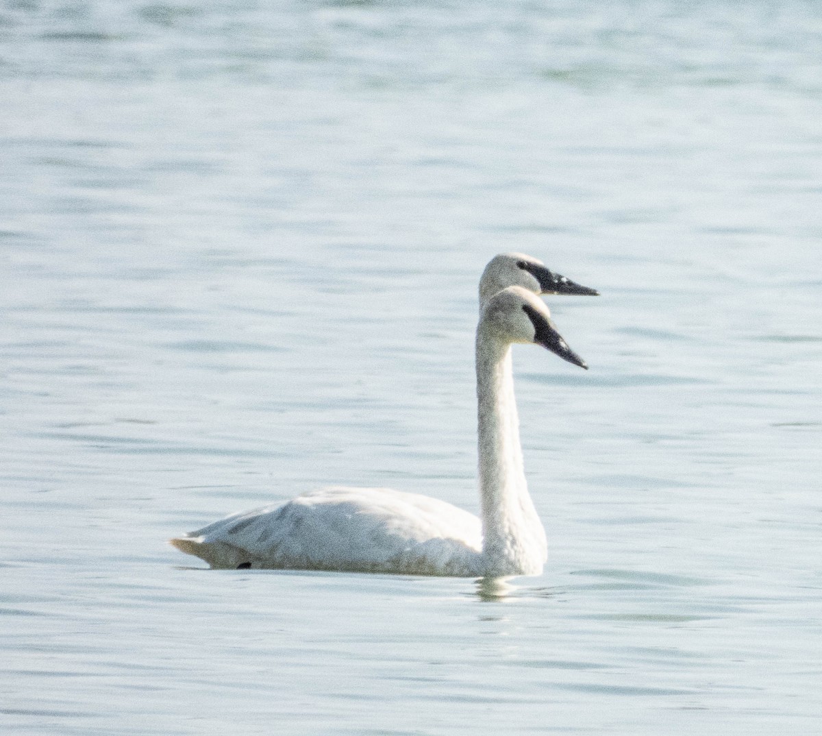 Trumpeter Swan - ML624153016