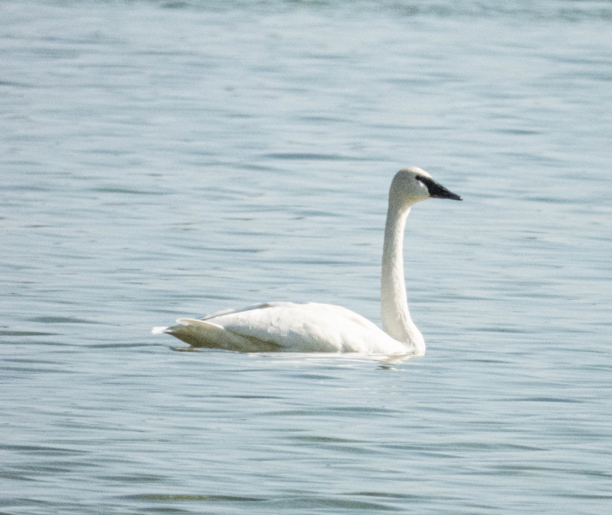 Trumpeter Swan - ML624153018