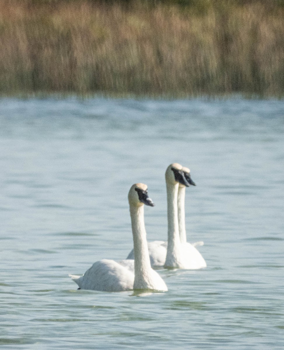 Trumpeter Swan - Amanda Dulworth