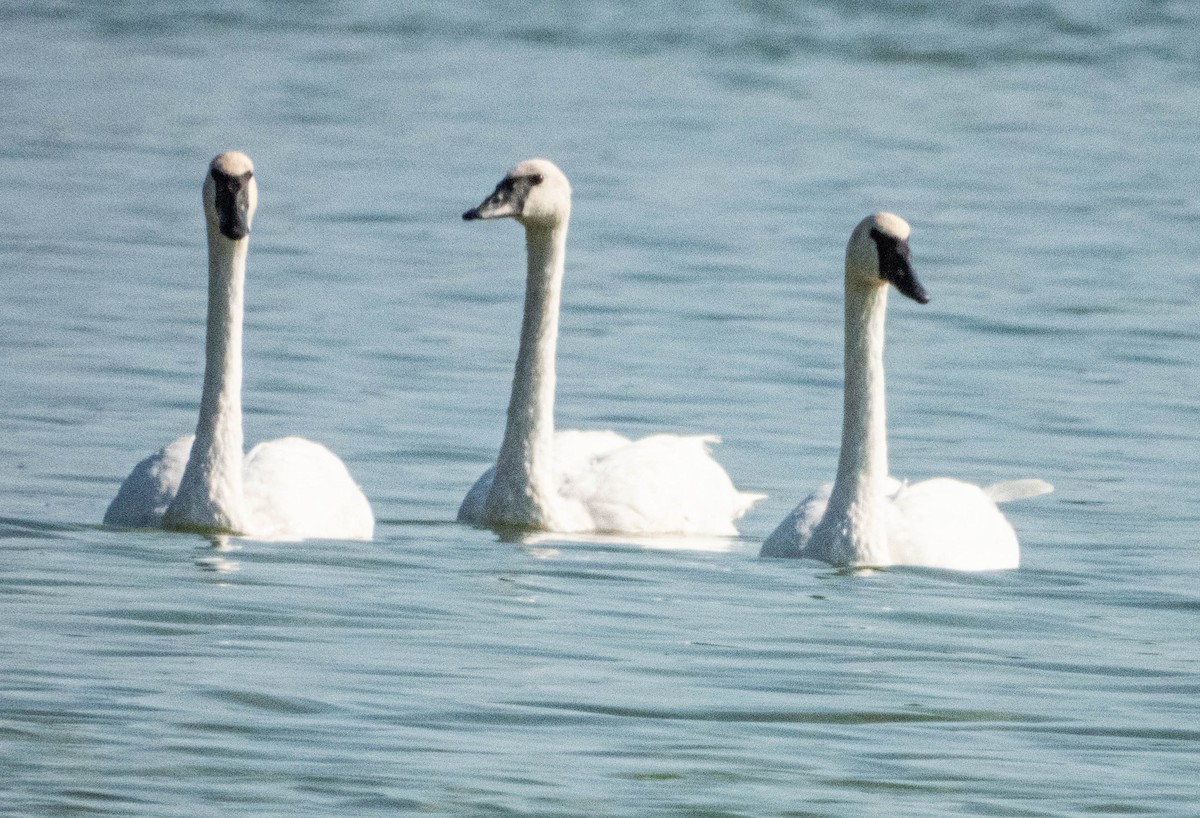 Trumpeter Swan - ML624153020