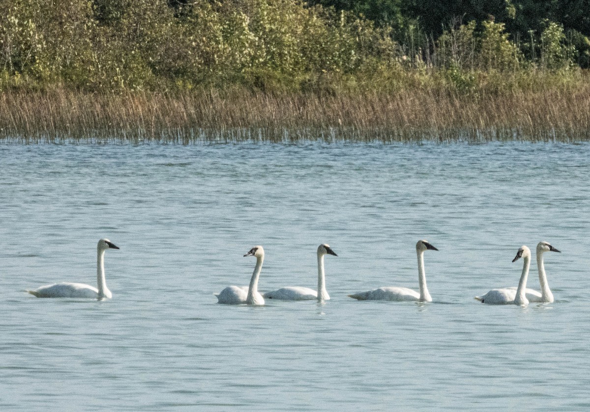 Trumpeter Swan - ML624153021