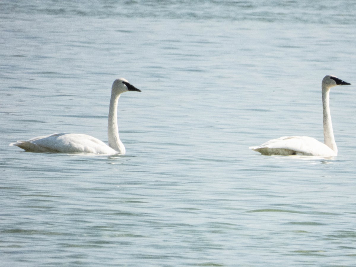 Trumpeter Swan - ML624153022