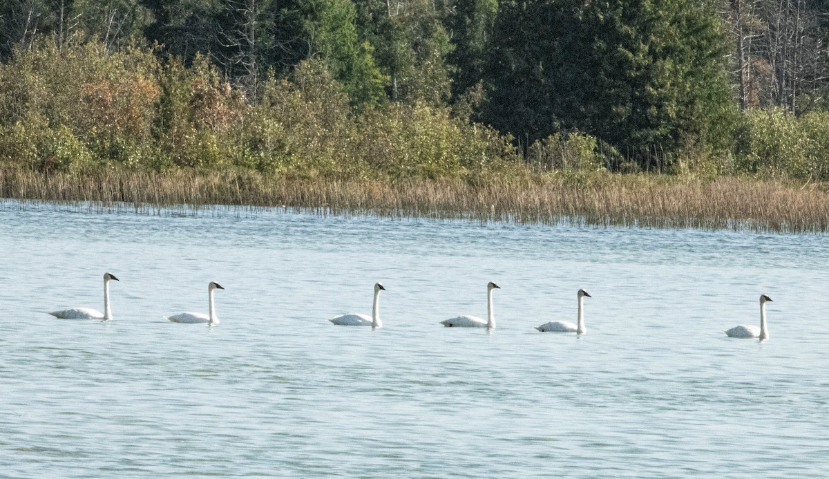 Trumpeter Swan - ML624153023