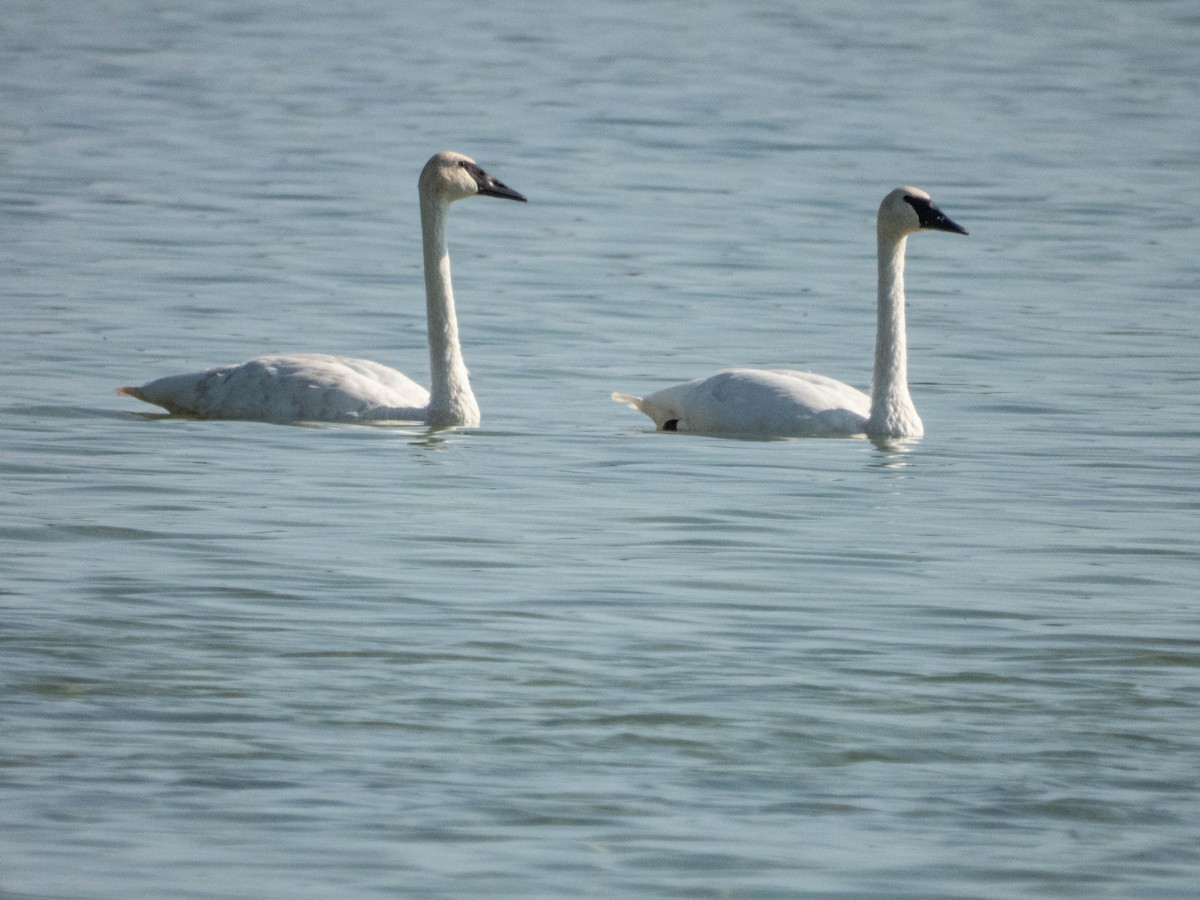 Trumpeter Swan - ML624153024