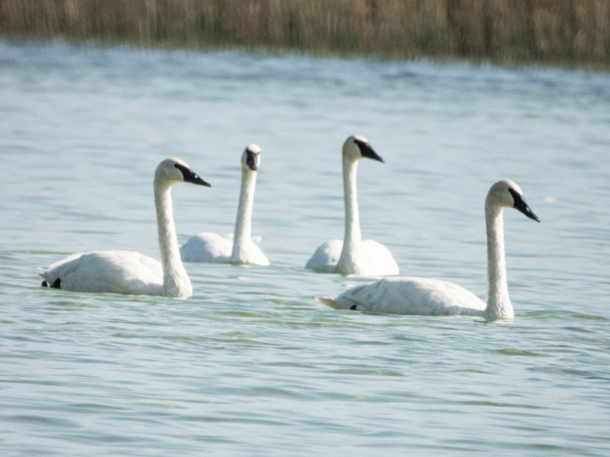 Trumpeter Swan - ML624153025