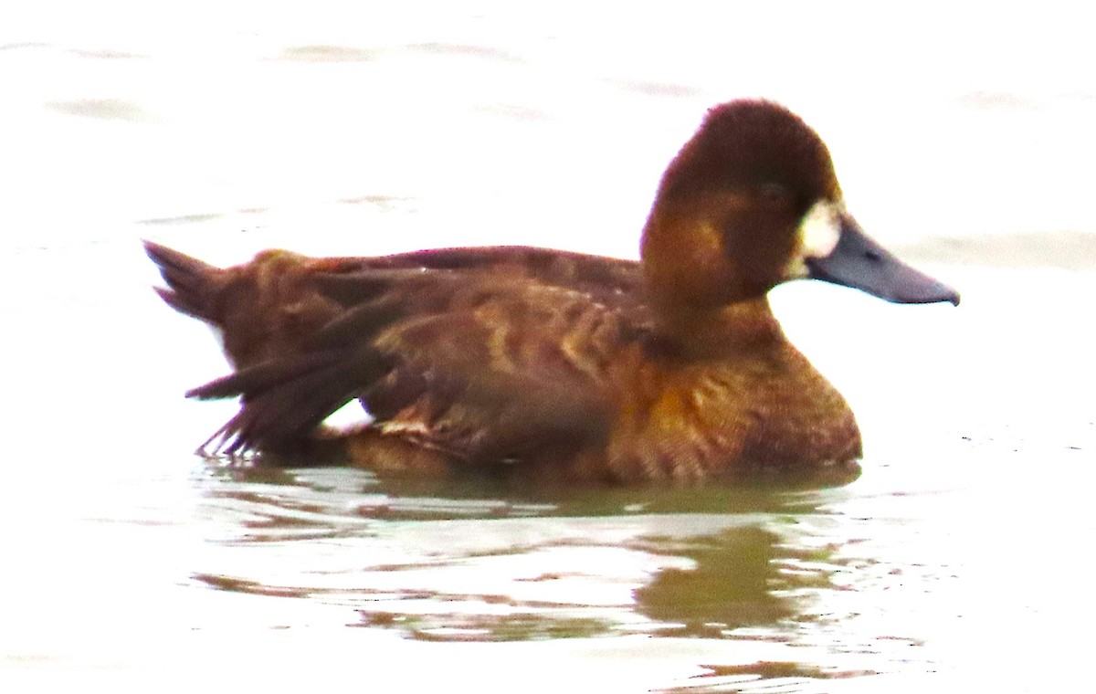 Lesser Scaup - ML624153028