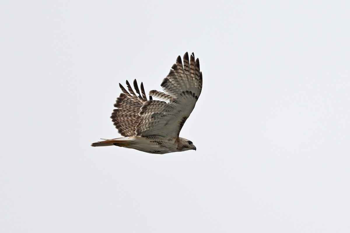 Red-tailed Hawk - ML624153030