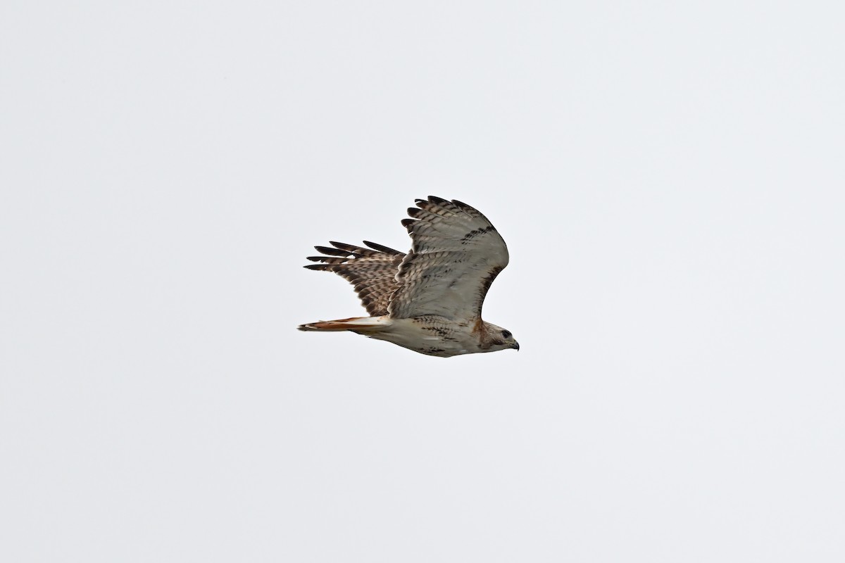 Red-tailed Hawk - ML624153031