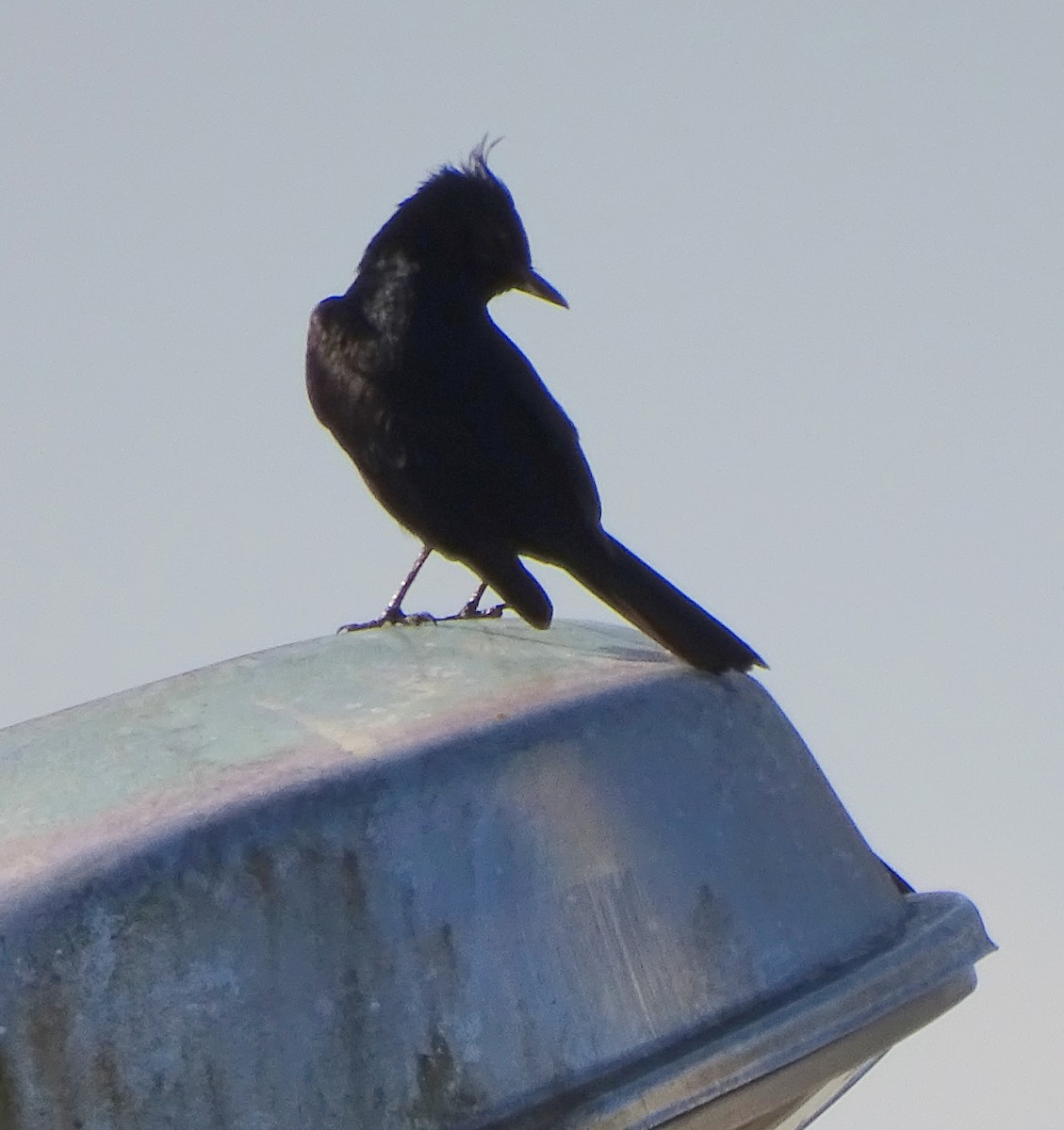 Crested Black-Tyrant - ML624153040