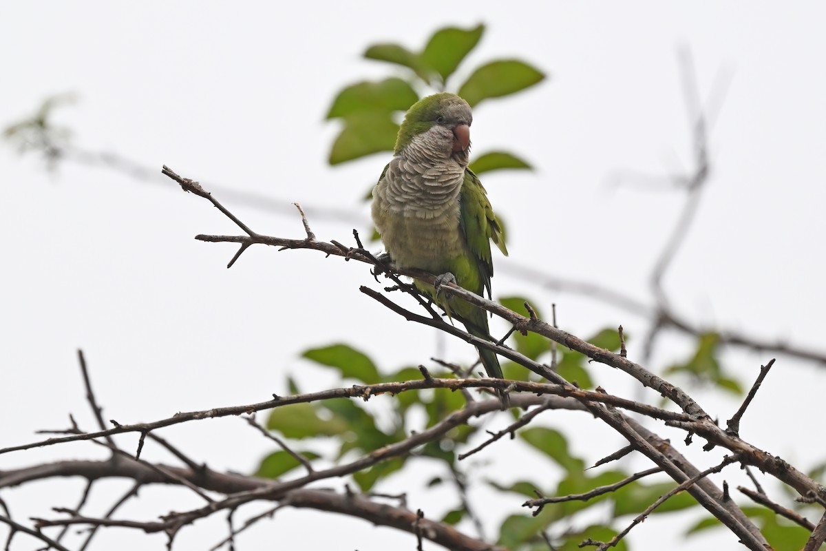 Monk Parakeet (Monk) - ML624153042