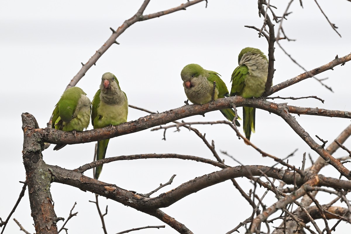 Monk Parakeet (Monk) - ML624153045
