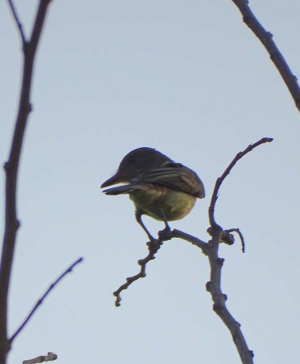 Short-crested Flycatcher - ML624153047