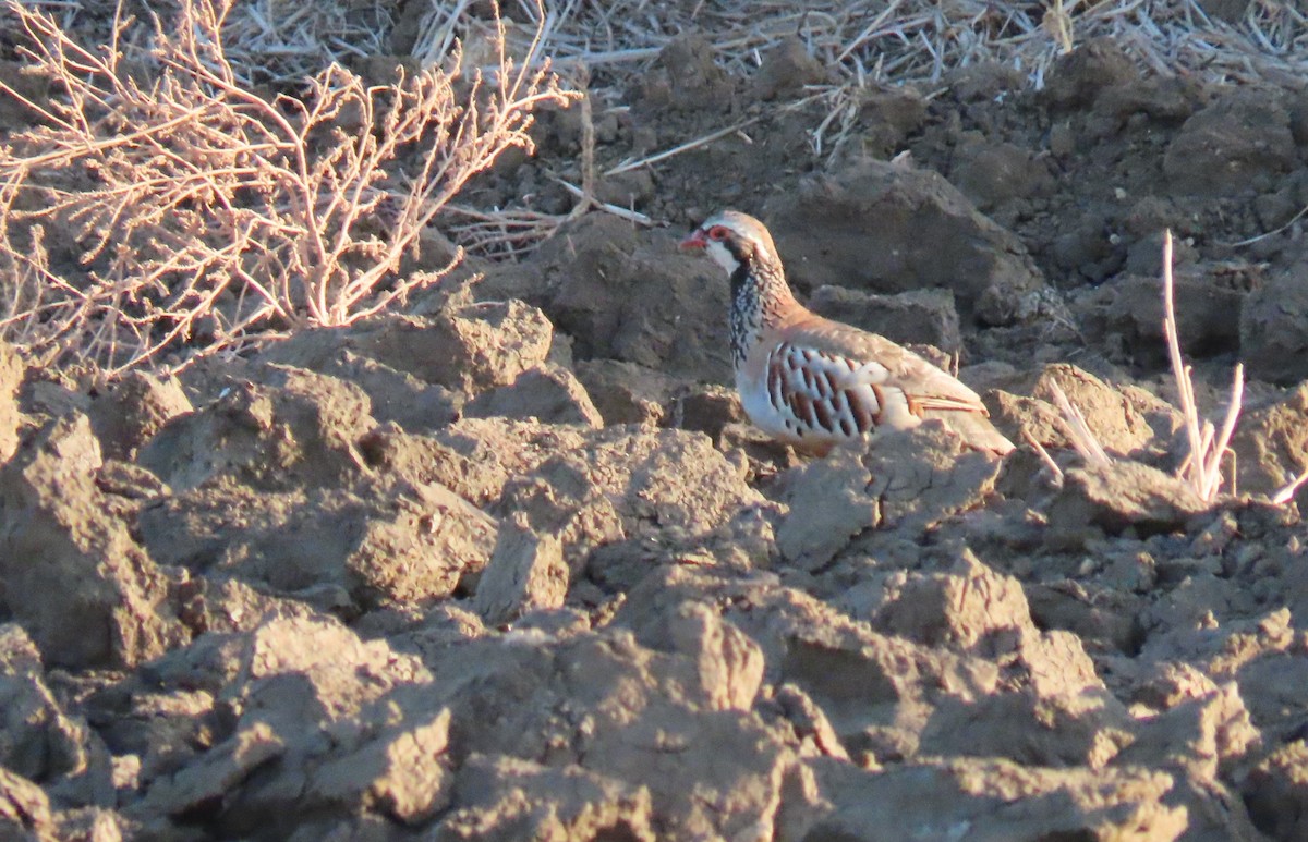 Red-legged Partridge - ML624153050