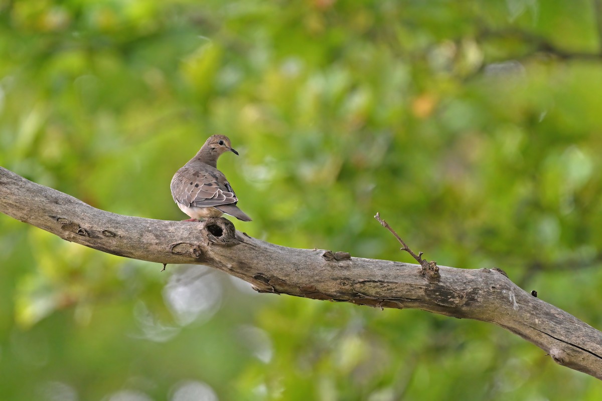 Mourning Dove - ML624153058