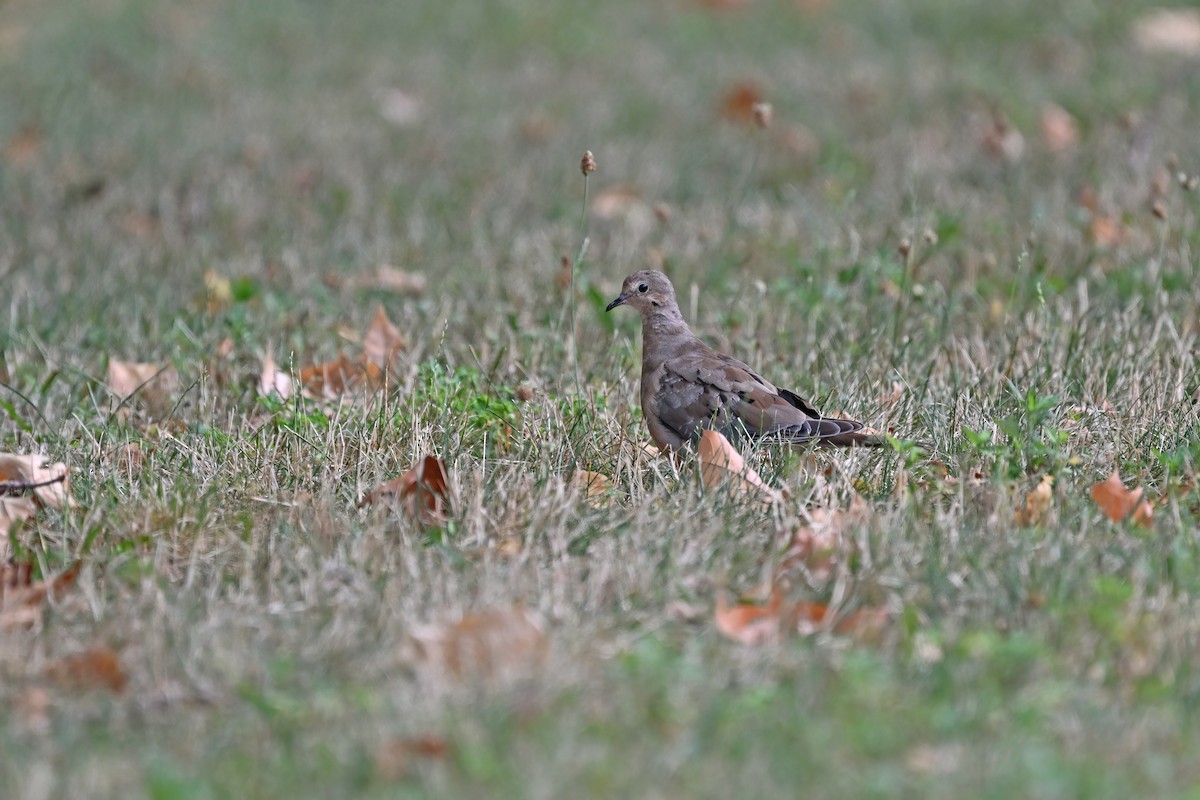 Mourning Dove - ML624153059