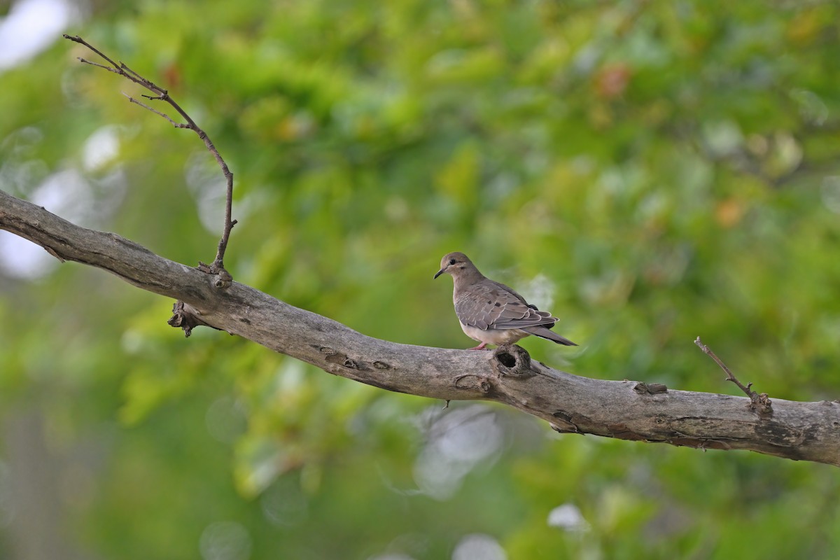 Mourning Dove - ML624153060
