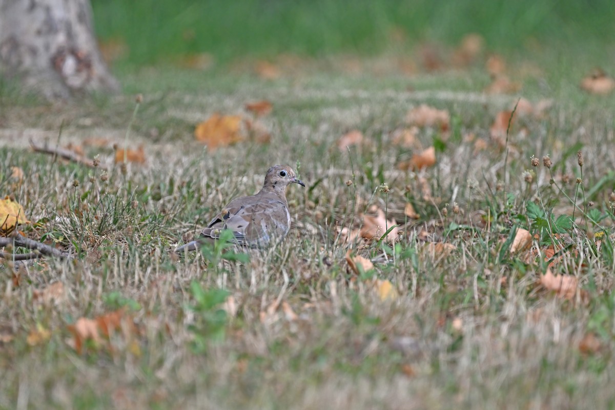 Mourning Dove - ML624153061