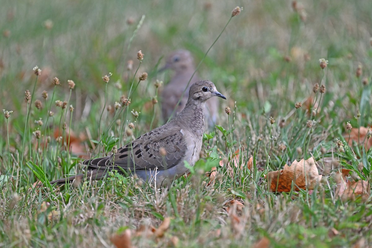 Mourning Dove - ML624153062