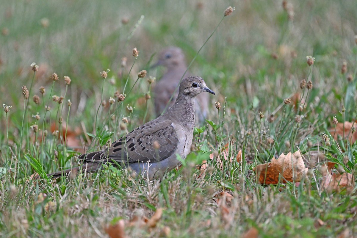 Mourning Dove - ML624153063