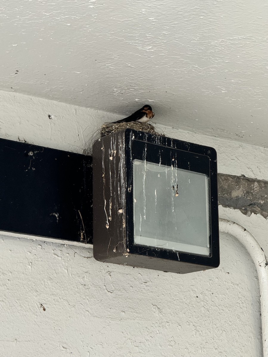 Barn Swallow (American) - ML624153105