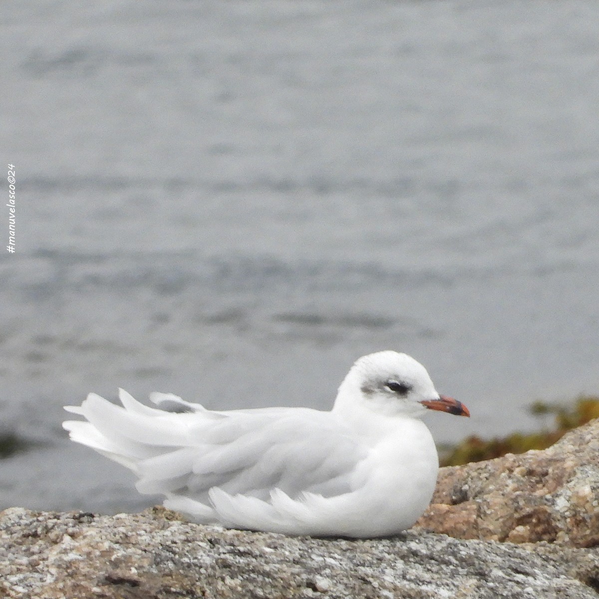 Mediterranean Gull - ML624153109