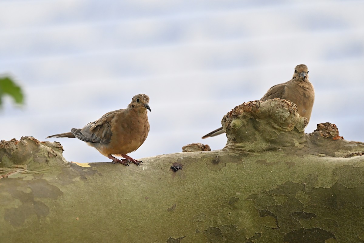 Mourning Dove - ML624153111