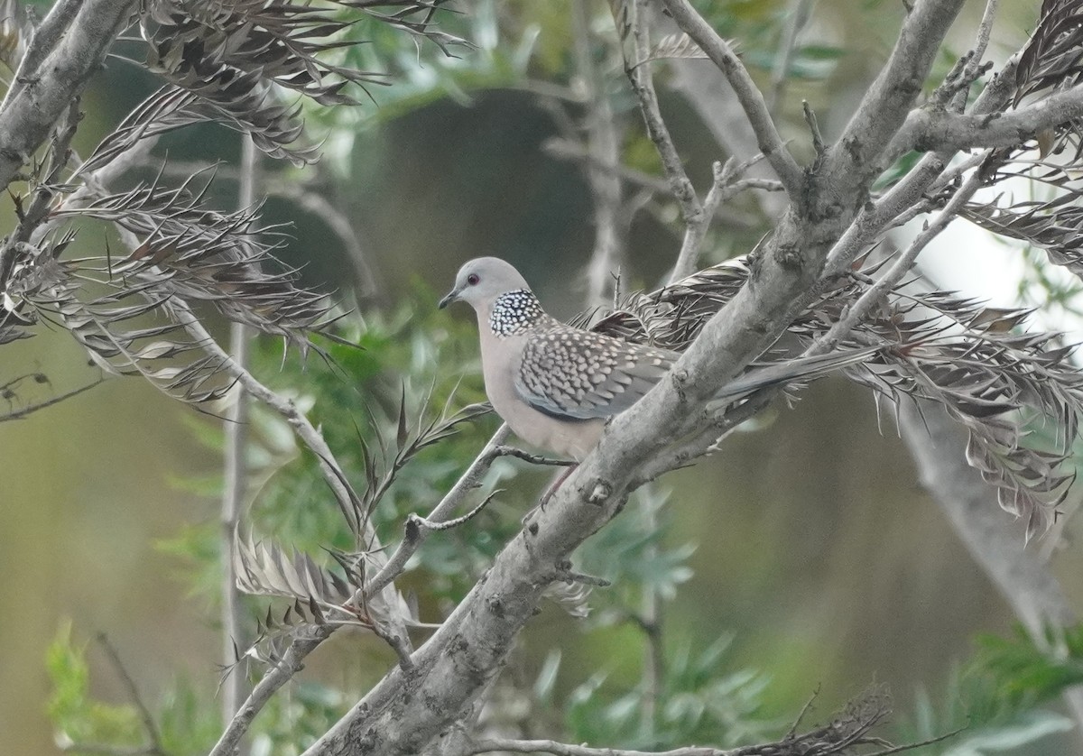 Spotted Dove - ML624153166