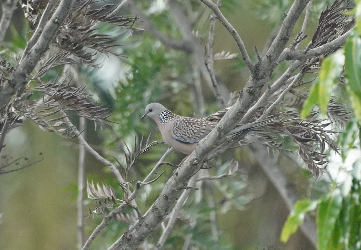 Spotted Dove - ML624153167