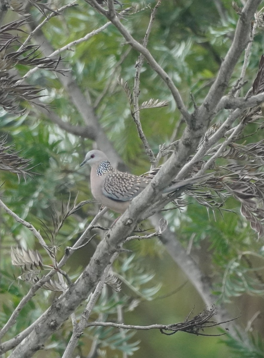 Spotted Dove - ML624153168