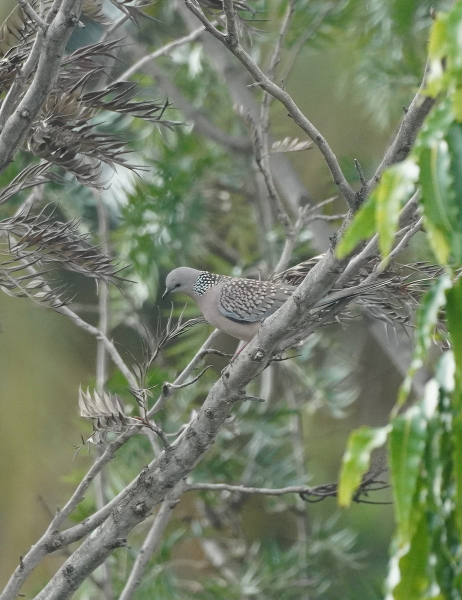 Spotted Dove - ML624153169