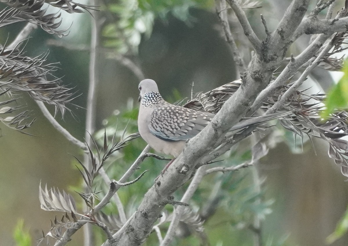 Spotted Dove - ML624153173