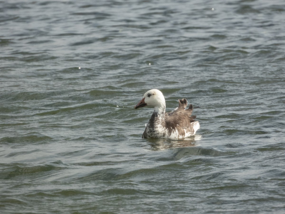 Snow Goose - ML624153180