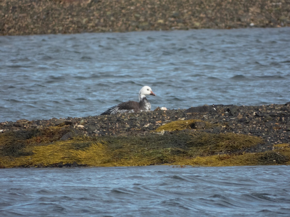 Snow Goose - ML624153181