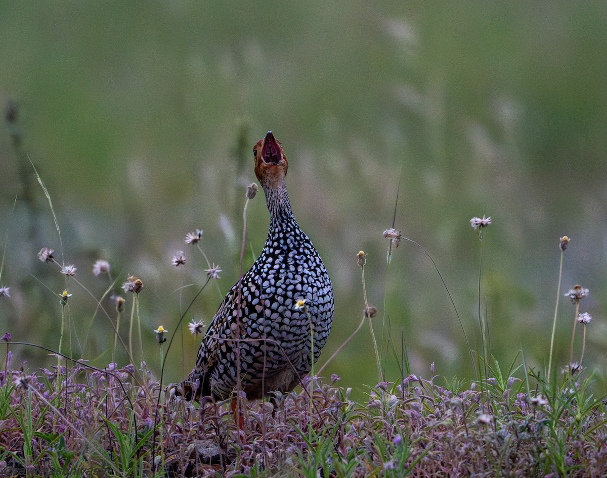 Painted Francolin - ML624153213