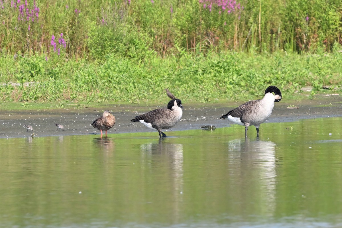 Canada Goose - Chun Fai LO