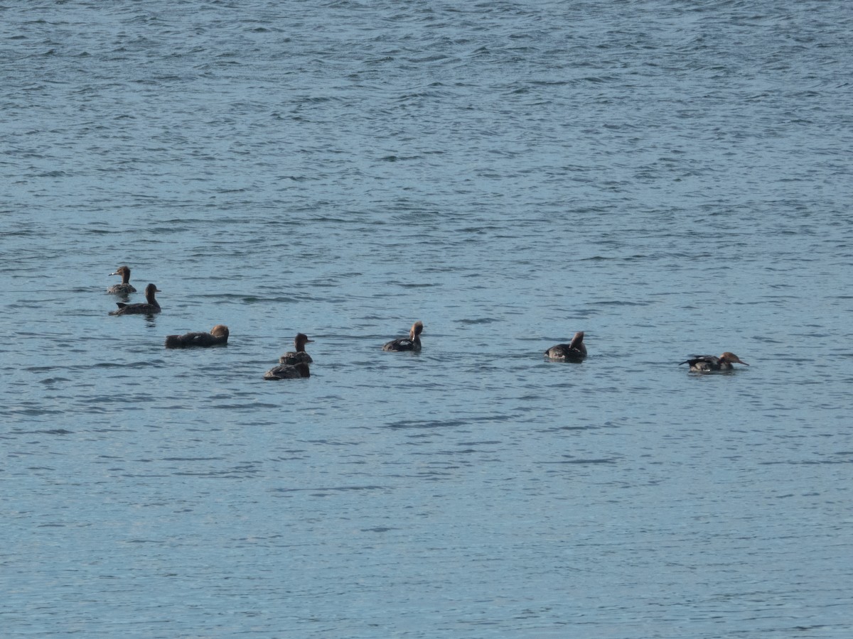 Red-breasted Merganser - ML624153227