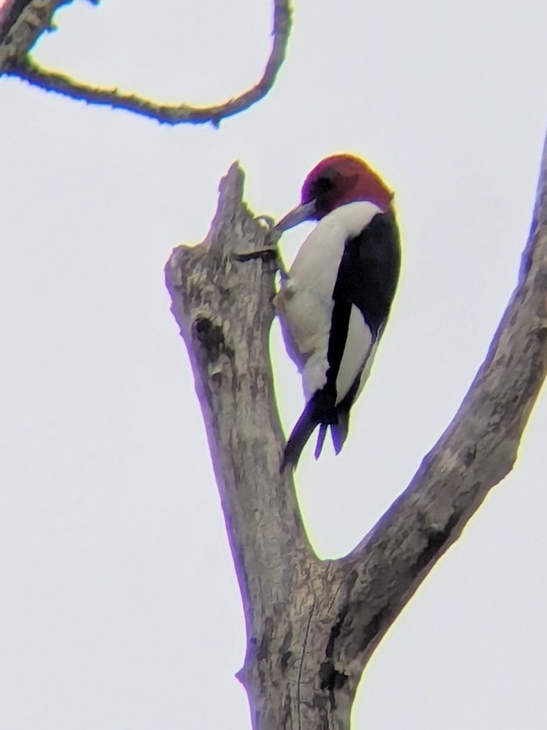 Red-headed Woodpecker - ML624153233