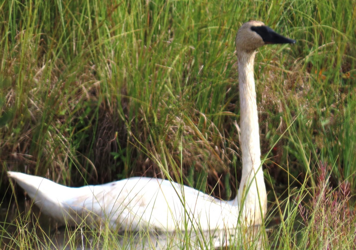 Trumpeter Swan - ML624153241