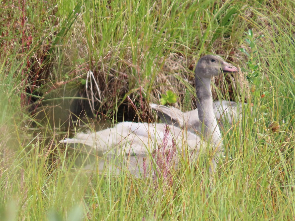 Trumpeter Swan - ML624153242