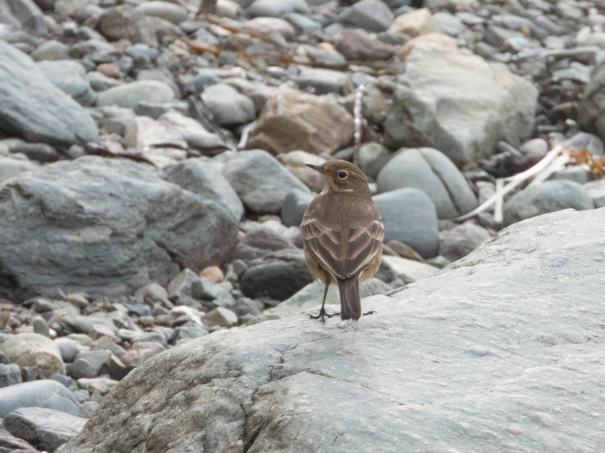 American Pipit - ML624153257